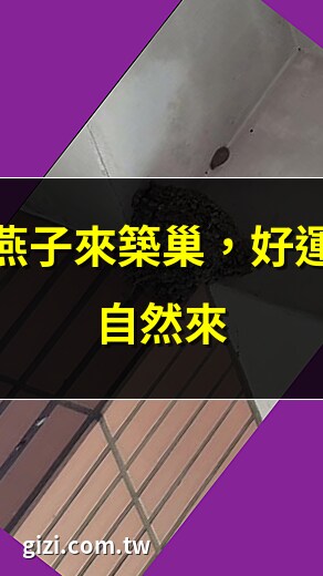 燕子來築巢