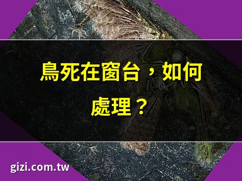 鳥死在窗台